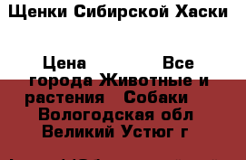 Щенки Сибирской Хаски › Цена ­ 20 000 - Все города Животные и растения » Собаки   . Вологодская обл.,Великий Устюг г.